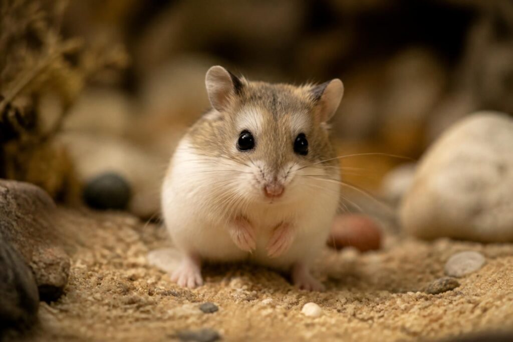 découvrez le prix d'un hamster roborovski et les facteurs à considérer pour bien préparer votre budget avant l'achat.