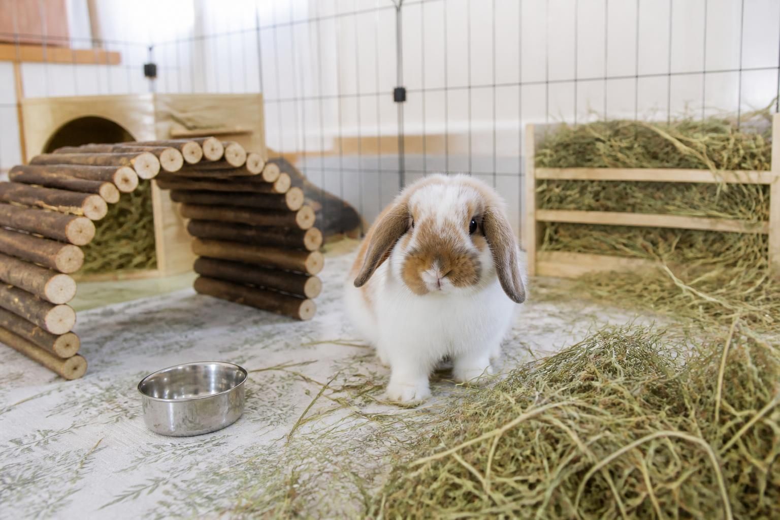 Lapin bélier : quel prix à l'achat 2 découvrez le prix d'achat d'un lapin bélier, ses caractéristiques et conseils pour bien choisir votre compagnon à longues oreilles.