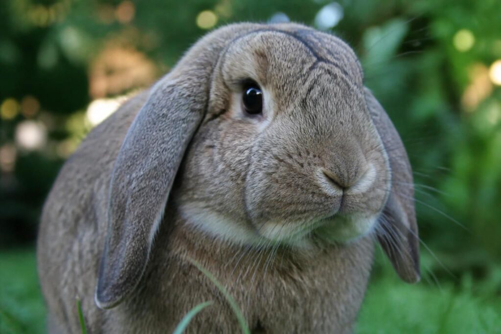 découvrez le prix d'achat d'un lapin bélier et les facteurs qui influencent son coût. conseils pour bien choisir votre compagnon à longues oreilles.