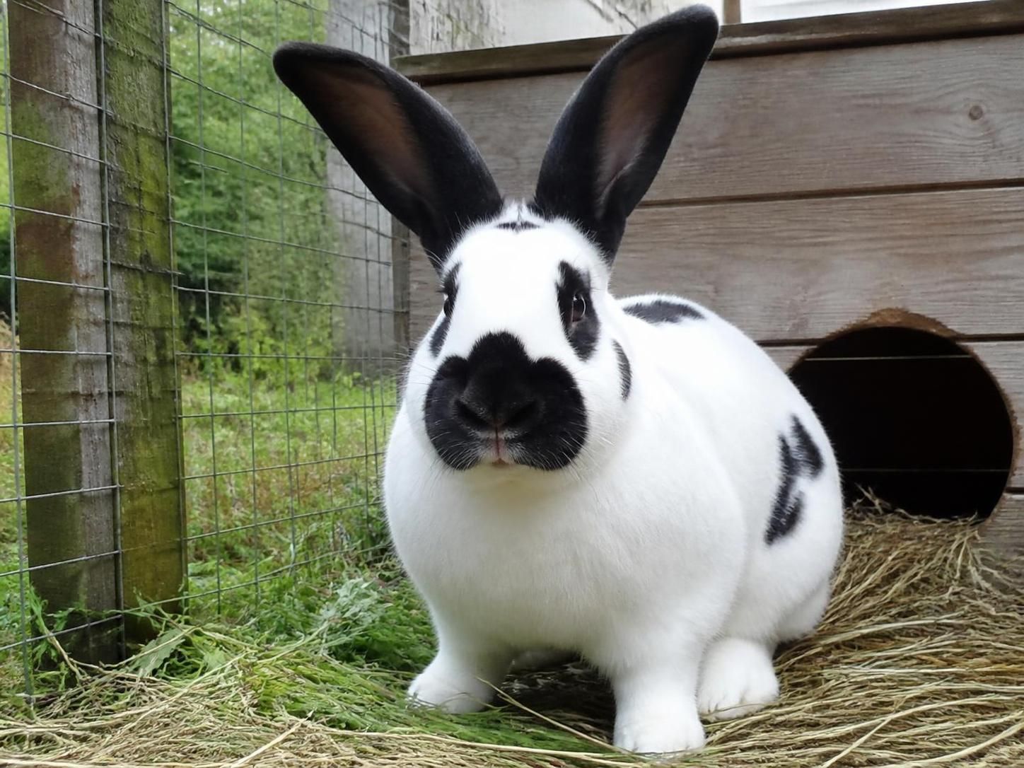 découvrez le prix d'un lapin papillon et les facteurs qui influencent son coût. guide complet pour bien préparer l'achat de ce lapin au pelage unique.