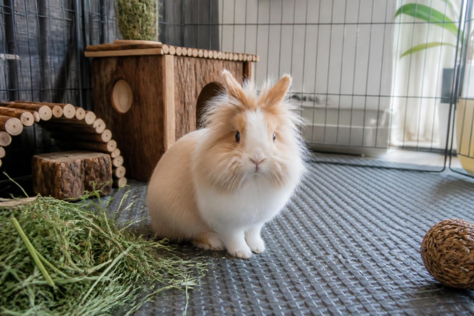 découvrez le lapin tête de lion, ses particularités uniques et son prix. guide complet pour bien connaître cette race adorable et ses spécificités.