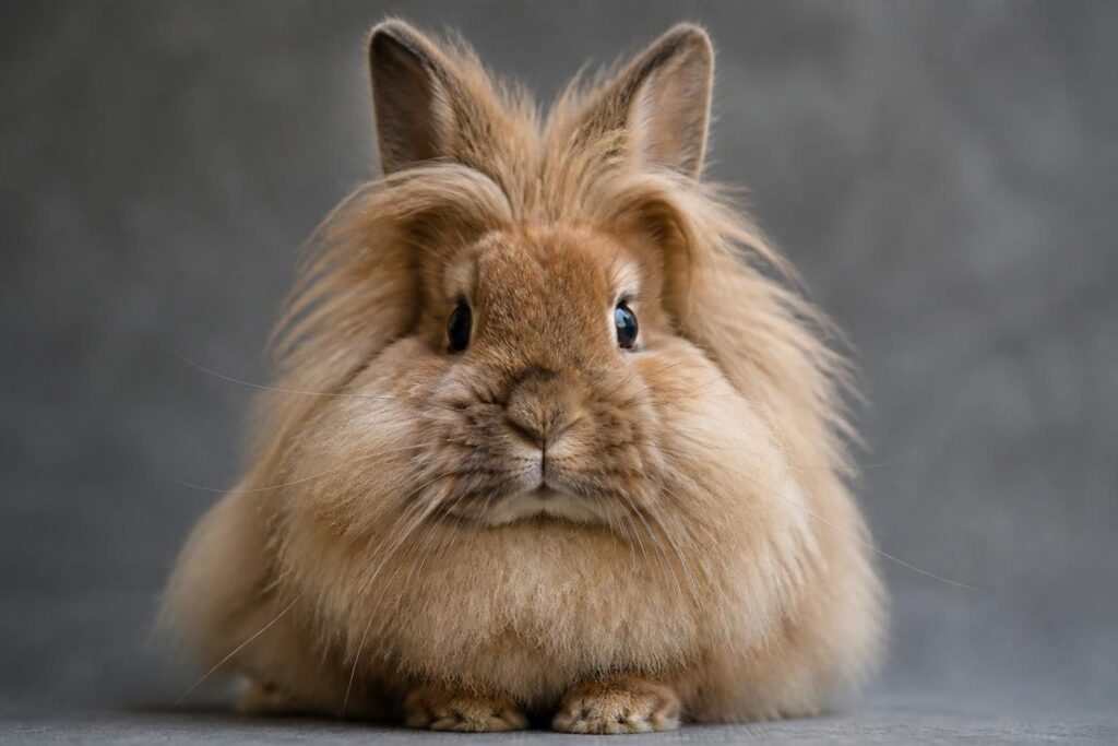 découvrez le lapin tête de lion, ses particularités uniques et son prix. guide complet pour bien choisir et comprendre cette race originale.