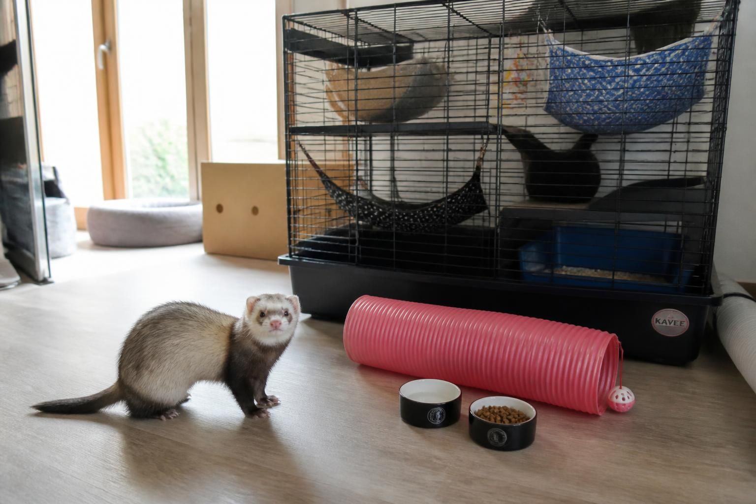 Prix d'un furet : achat et budget annuel 2 découvrez le coût d'achat d'un furet ainsi que le budget annuel nécessaire pour bien prendre soin de votre petit compagnon.