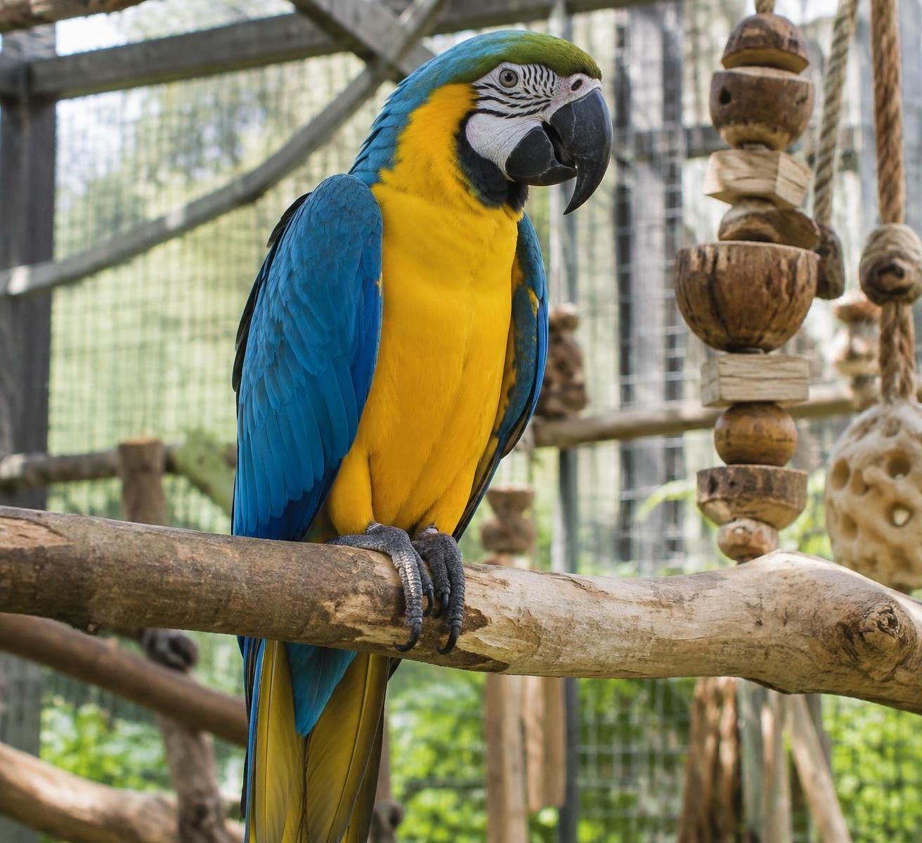 Ara bleu : quel prix pour ce grand perroquet 2 découvrez le prix d’un ara bleu, les facteurs qui influencent son coût et le budget à prévoir pour son alimentation, son habitat et ses soins.